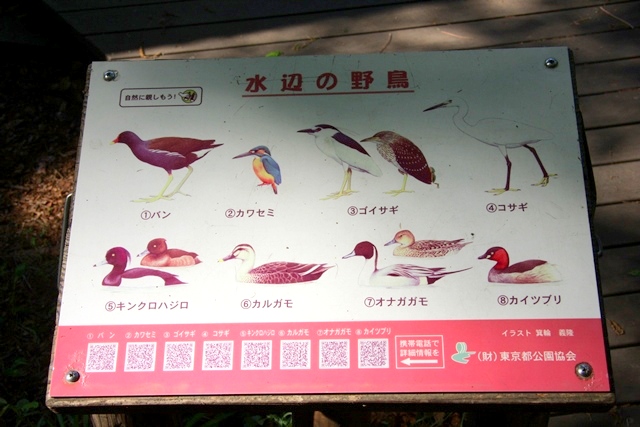 石神井公園の三宝寺池では、様々な野鳥が観察できます。