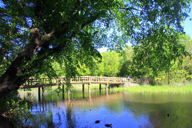 石神井公園、三宝寺池の橋