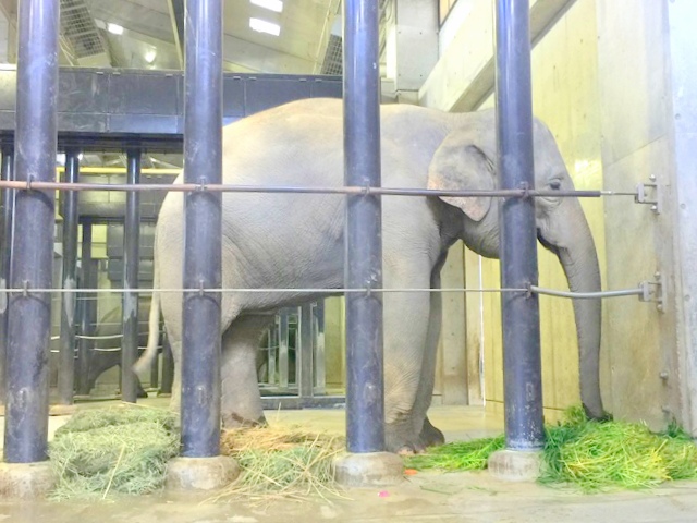 京都市動物園の象