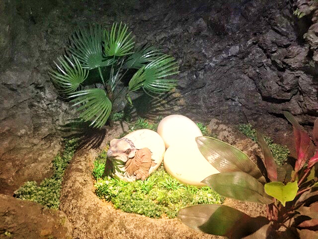小原洞窟内の恐竜卵