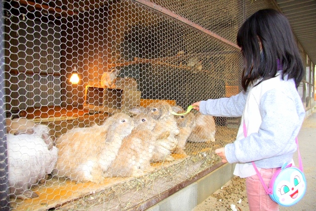 福知山市三段池公園内、福知山動物園のウサギ