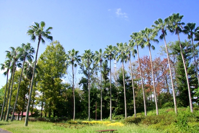 花博記念公園鶴見緑地 山のエリア、国際庭園のハワイ庭園