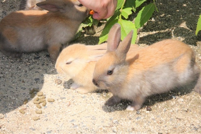大久野島のウサギ