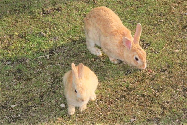 大久野島 休暇村のウサギ