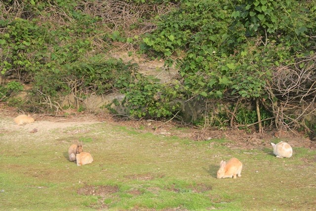 大久野島 休暇村のウサギ