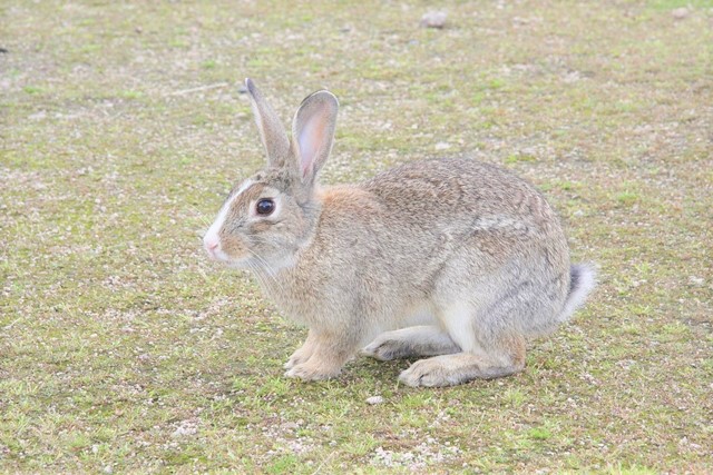 大久野島のウサギ