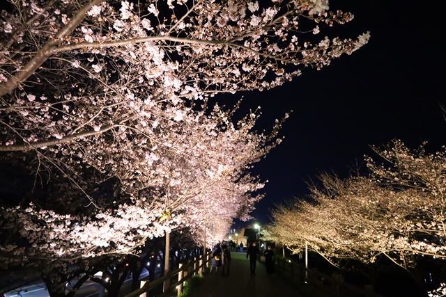 寝屋川市の打上川治水緑地で夜桜ライトアップ！桜と光の舞い