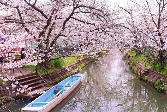 水路の桜を眺める砂子水路側道｜門真市
