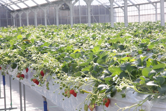 まあと工房 高級いちご狩り園｜和歌山県みなべ町